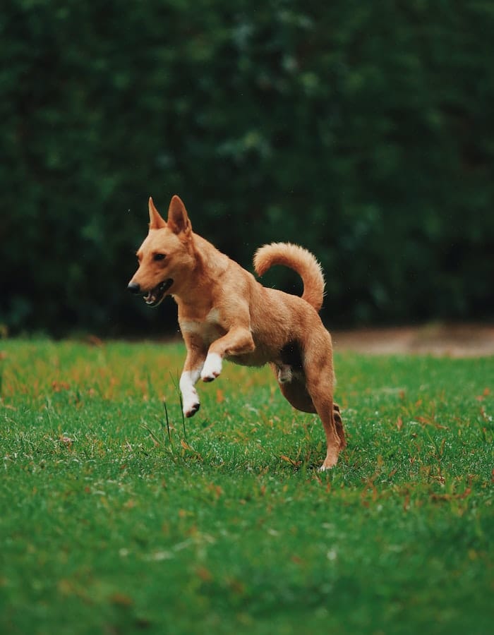 how do dogs sweat or keep cool