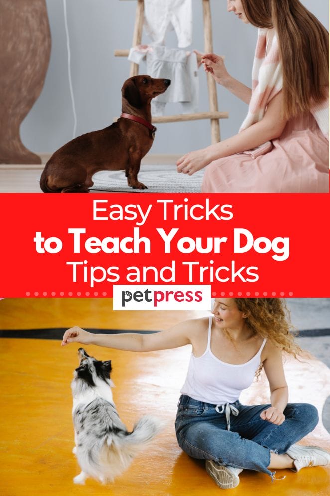 7 Easy Tricks to Teach Your Dog Fun and Useful Behaviors for Your Pet