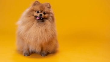 Fluffy dog breeds