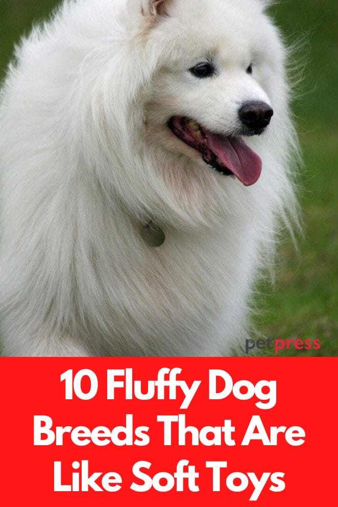 Fluffy dog breeds