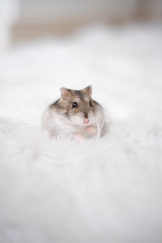 hamster