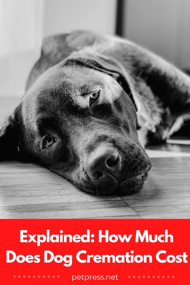 Explained: How Much Does Dog Cremation Cost