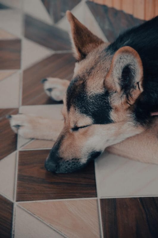 Explained How Much Does Dog Cremation Cost