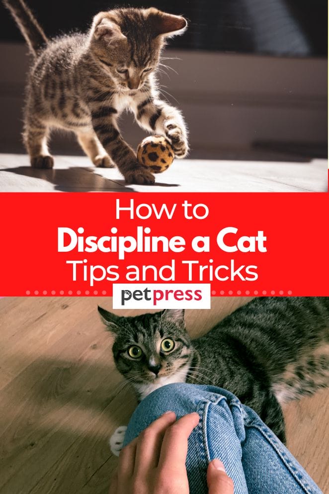 how to discipline a cat