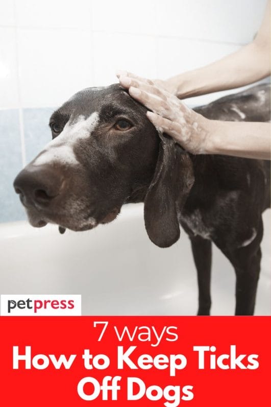 How to Keep Ticks Off Dogs 7 Best Prevention Methods