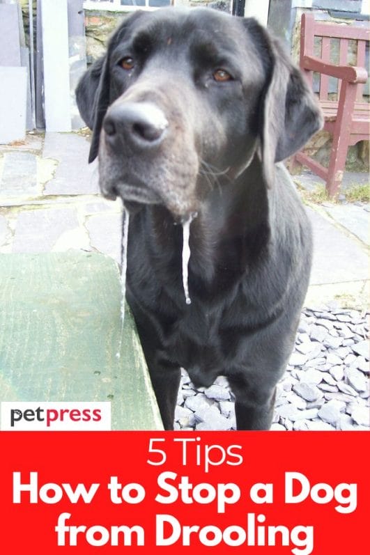 How to Stop a Dog from Drooling? 5 Tips That Are Effective