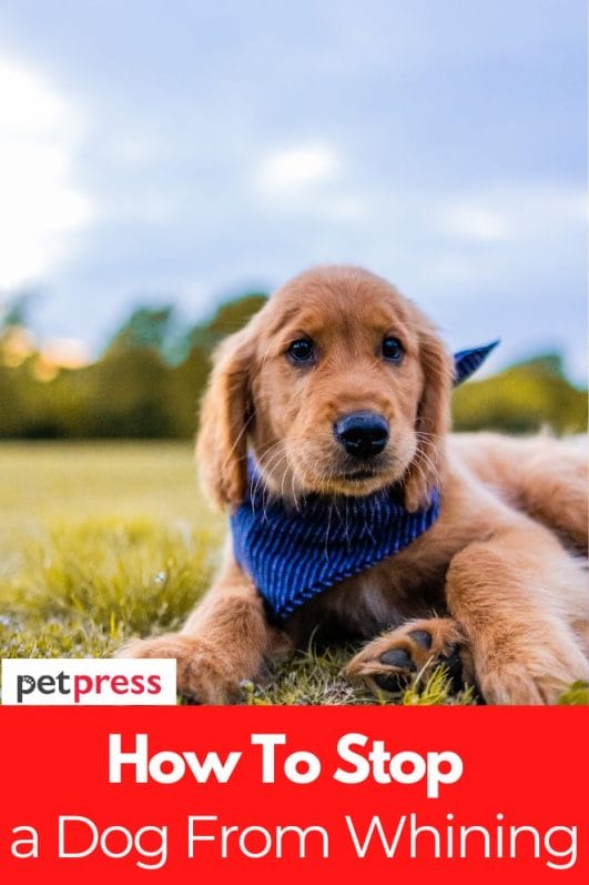 How to Stop a Dog from Whining Tips and Tricks