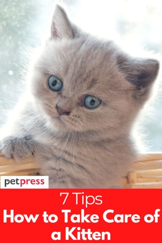 How to Take Care of a Kitten: 7 Tips for New Pet Owners