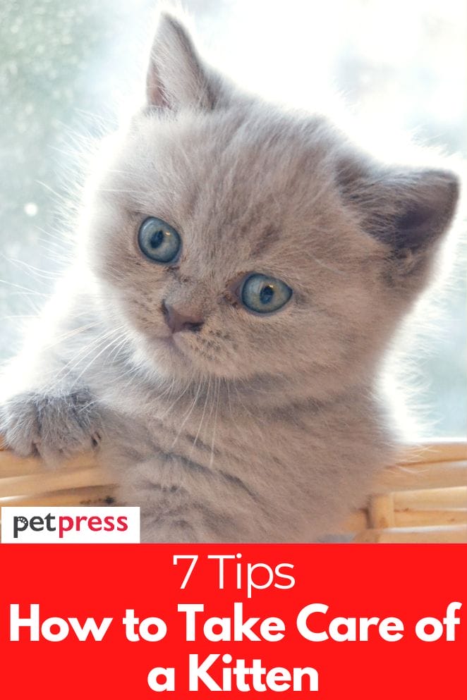 How to Take Care of a Kitten 7 Tips for New Pet Owners
