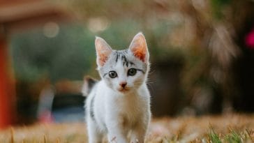 kitten-start-walking