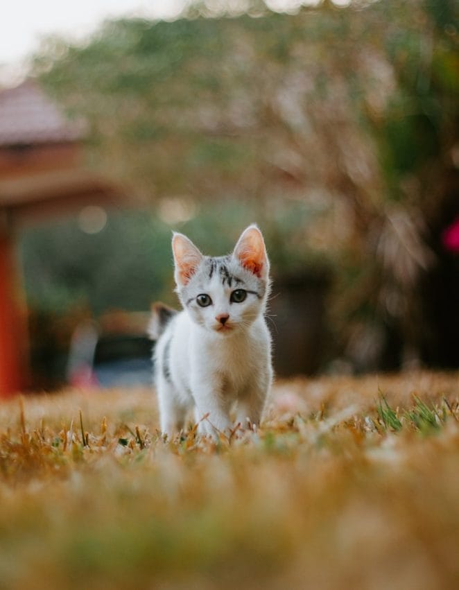 kitten-start-walking