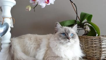 most expensive cat breeds