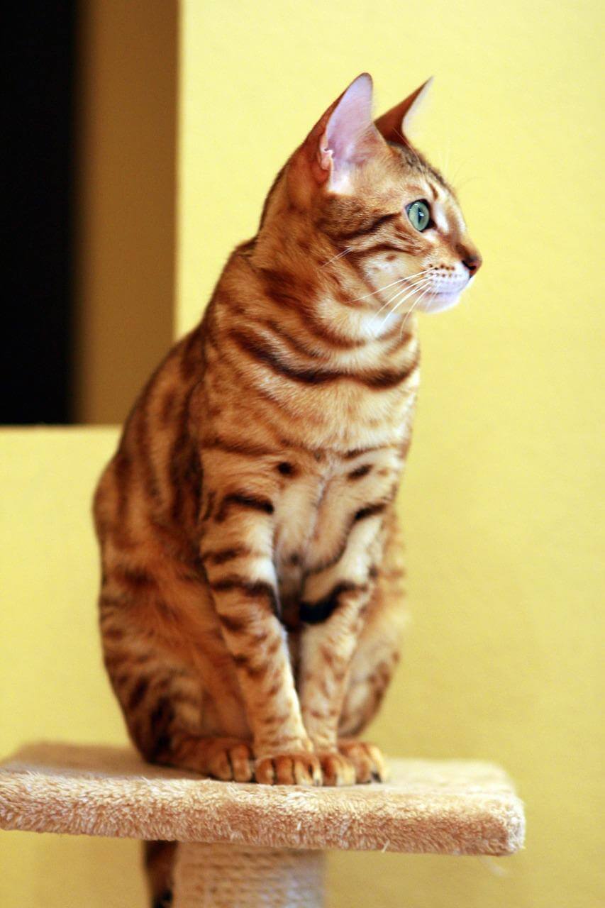 The 10 Most Expensive Cat Breeds in the World