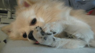 paw-lick