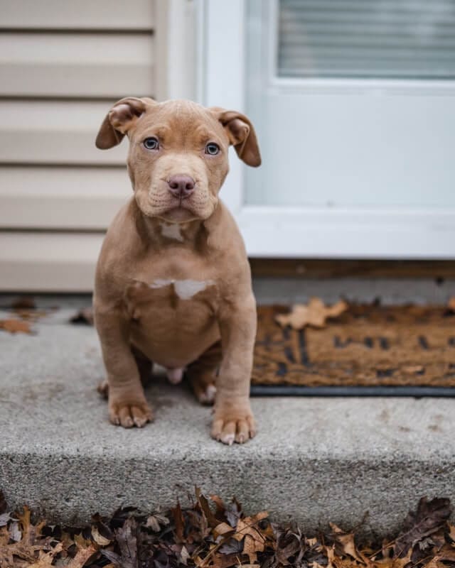 Types of pitbulls