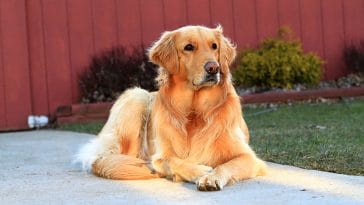 show golden retrievers