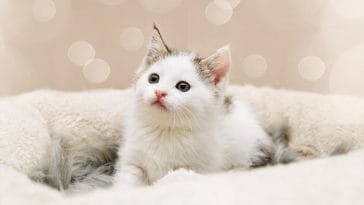 smallest cat breeds
