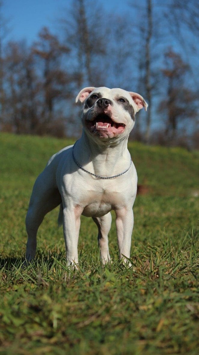 Types of pitbulls