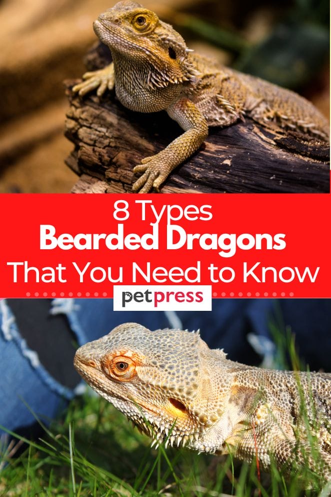 types of bearded dragons