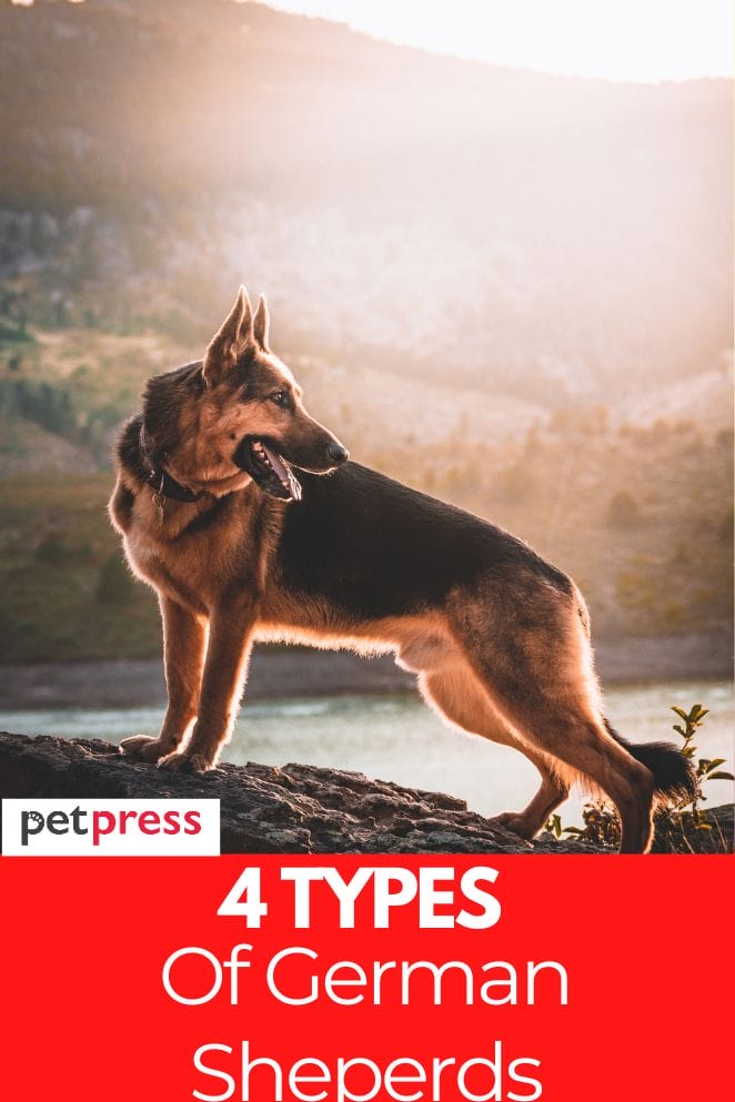 types of german sheperds