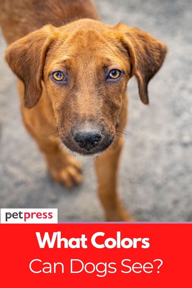 what colors can dogs see