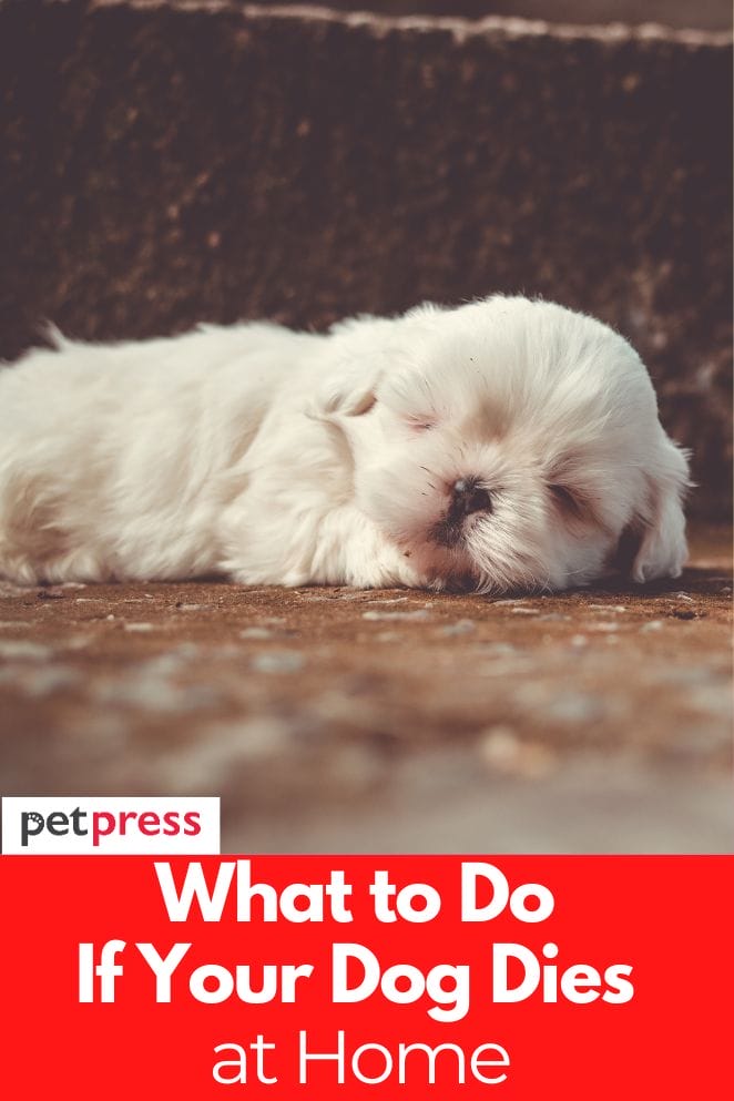 what-to-do-if-your-dog-dies-at-home