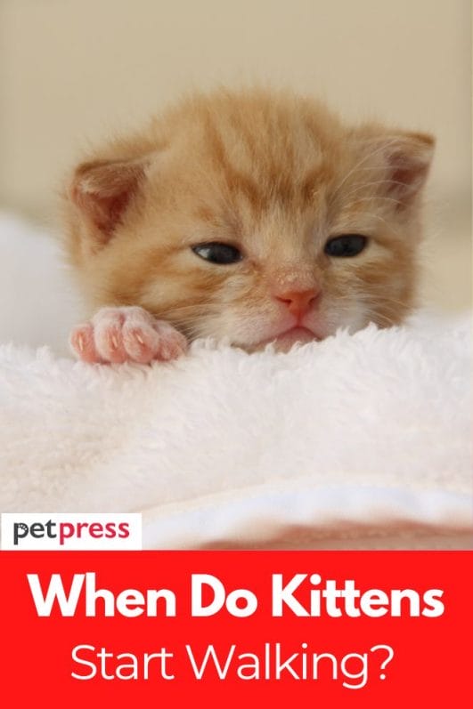 when-do-kittens-start-walking-a-guide-about-kitten-development