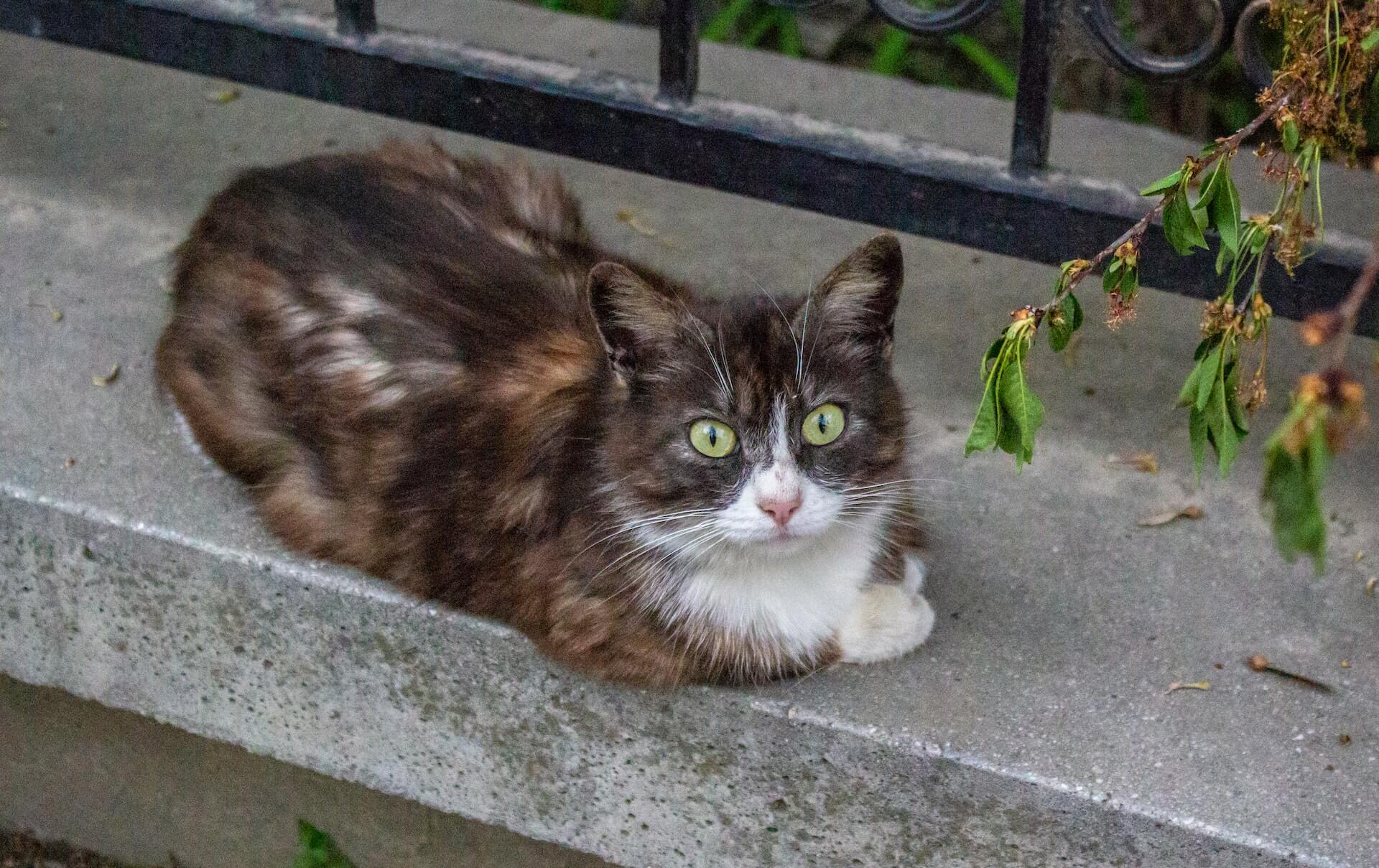  why do cats loaf the origins of loafing