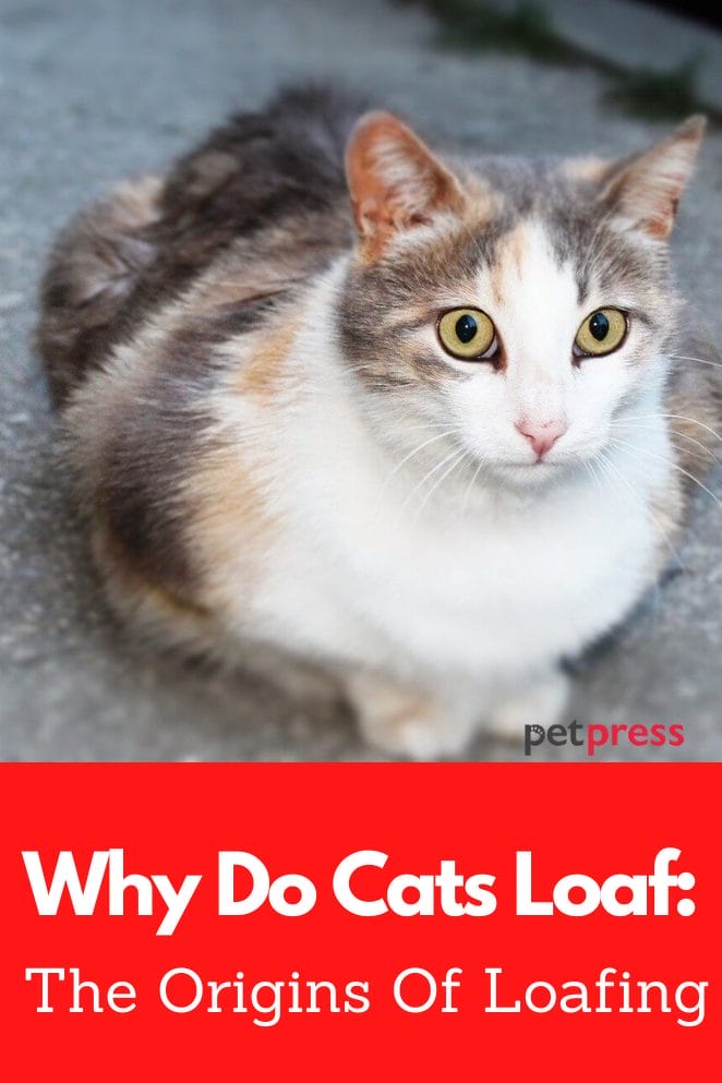 why do cats loaf