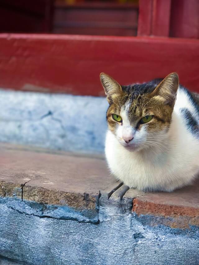 why do cats loaf