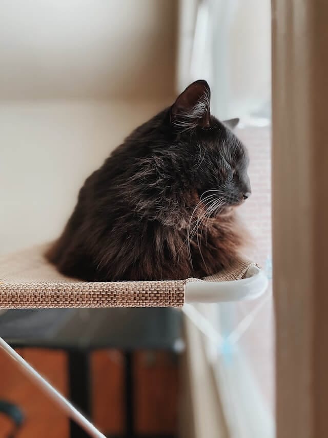 why do cats loaf