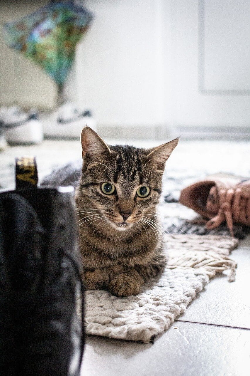 Why Do Cats Loaf: The Origins of Loafing