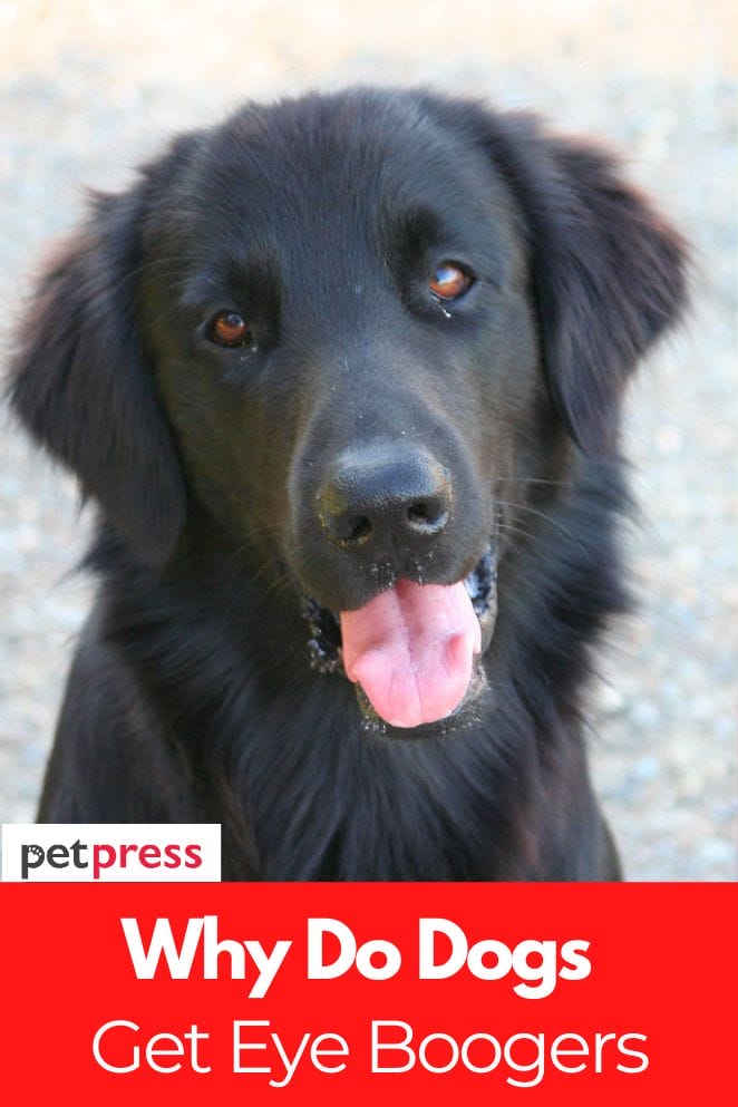 why do dogs get eye boogers