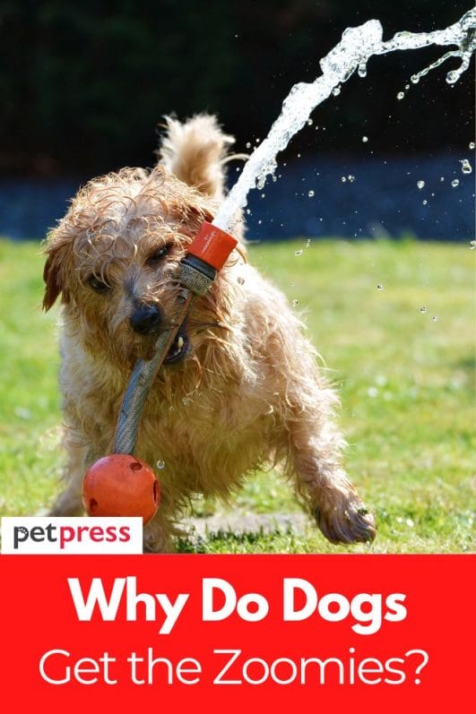 Why do dogs get the zoomies 3 fun facts about dog energy