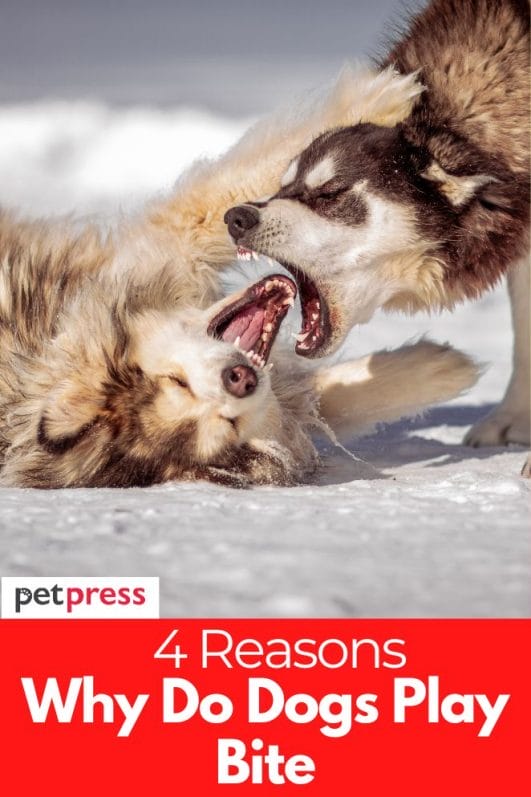 Why Do Dogs Play Bite? 4 Reasons Behind This Fun Behavior