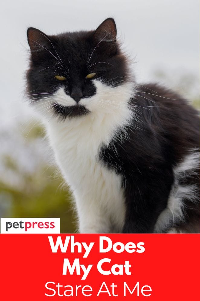 Why Does My Cat Stare At Me The Science Behind Feline Behavior