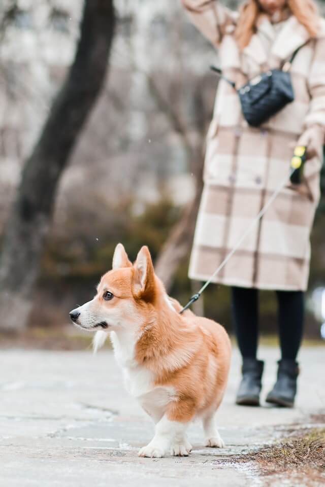 Why does my dog freeze when we are on walks