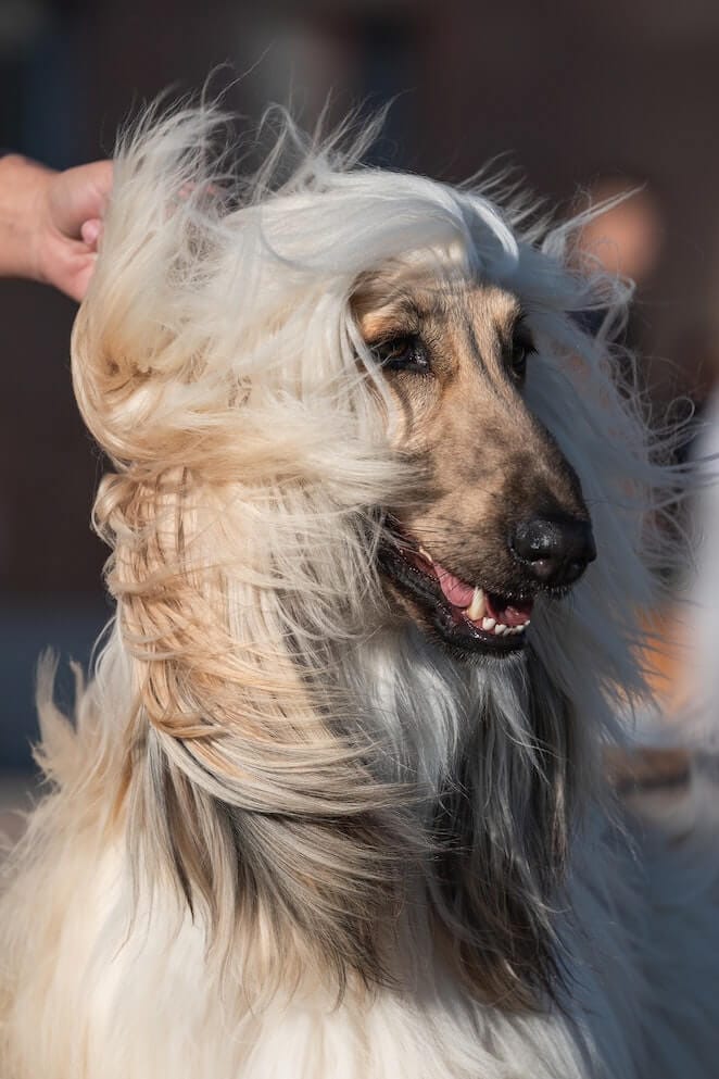 Long haired dog breeds