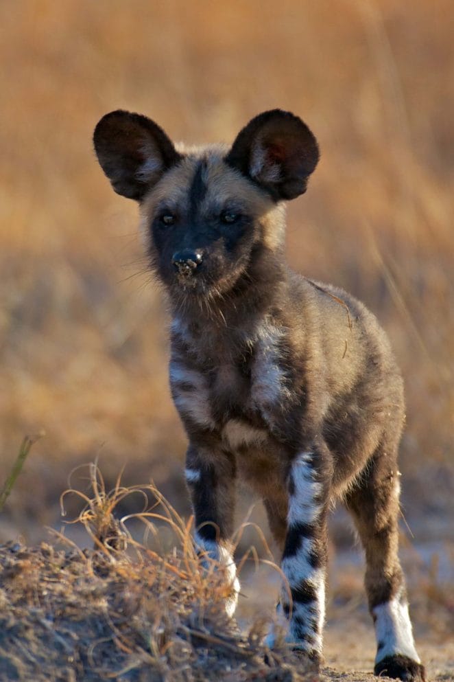 African dog breeds