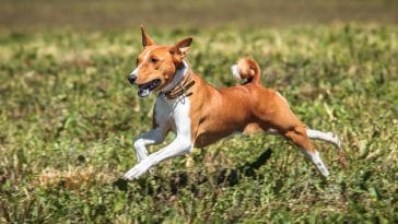African dog breeds
