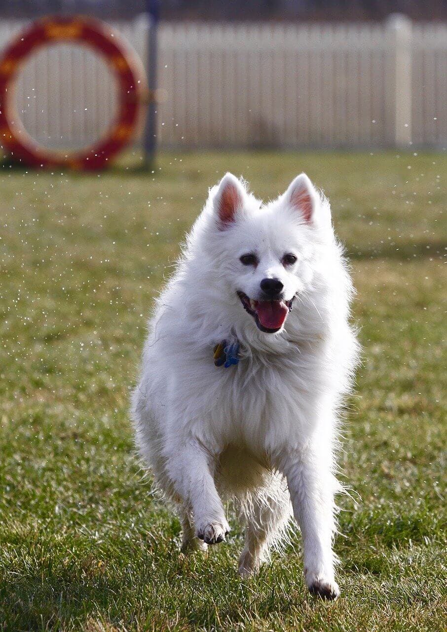 White Dog Breeds