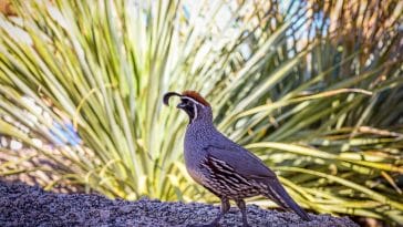 Animal Names Starting with Q