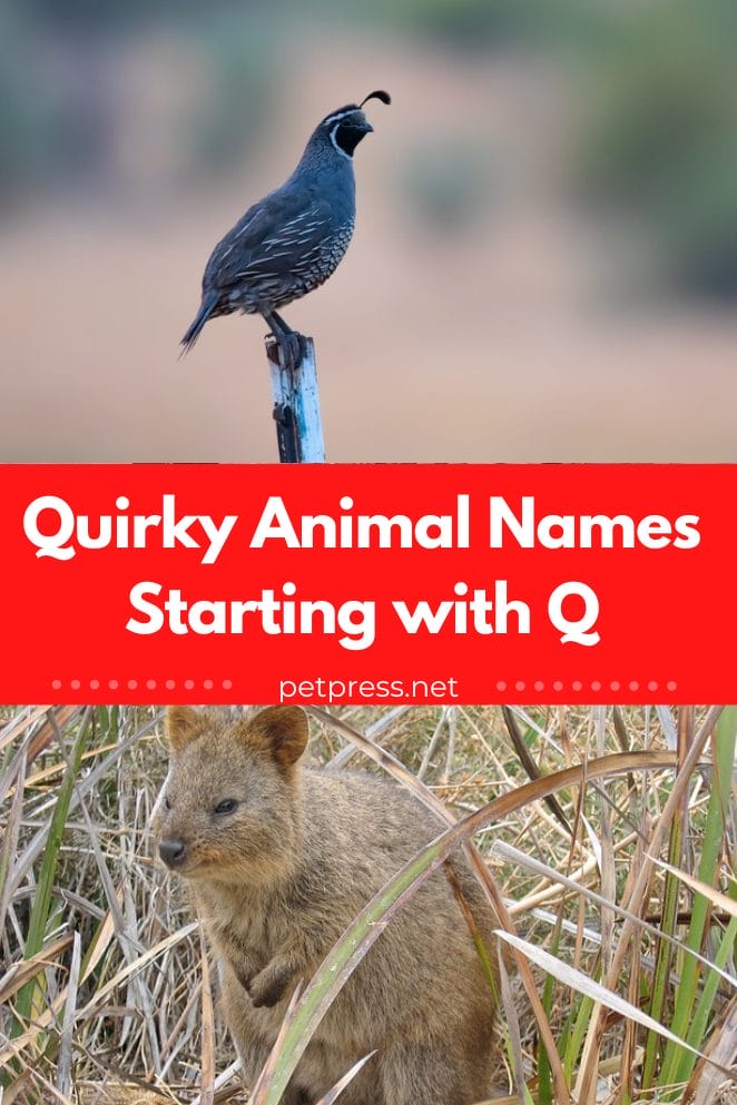 Animal Names Starting with Q