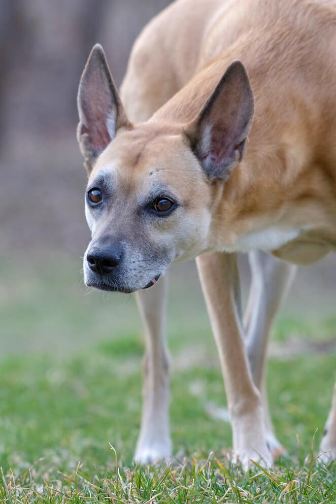 African dog breeds