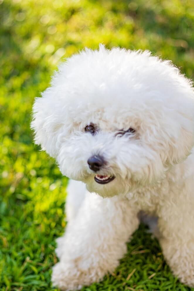 White Dog Breeds