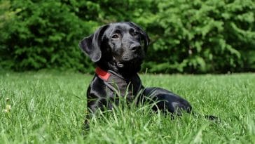 Black dog breeds