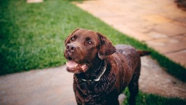 Brown dog breeds