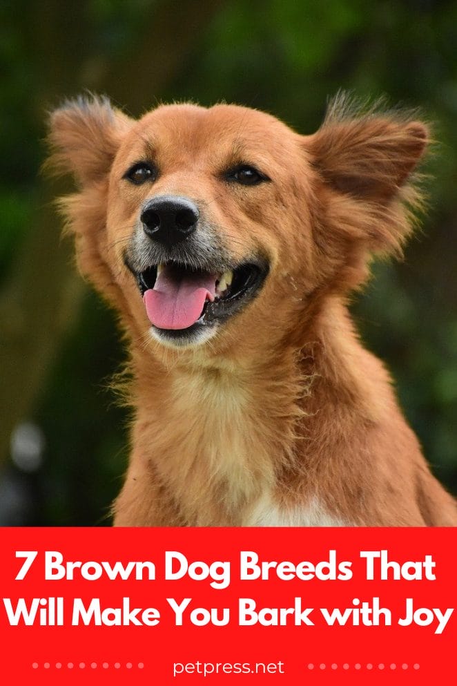 Brown dog breeds