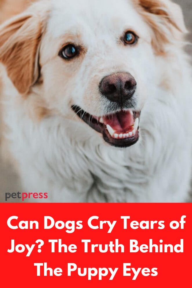 Can Dogs Cry Tears of Joy