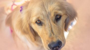 Can Dogs Cry Tears of Joy